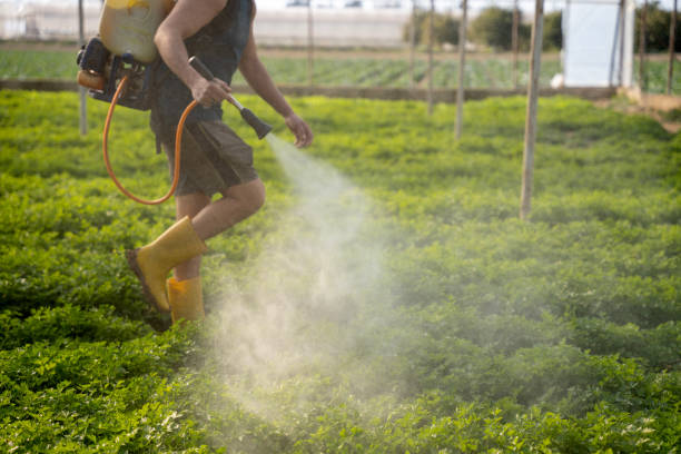 Best Pest Prevention Services  in Morrisonvle, IL