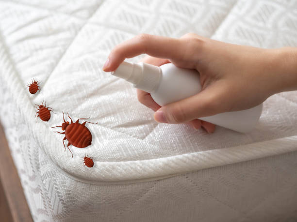 Best Local Pest Control Services  in Morrisonvle, IL