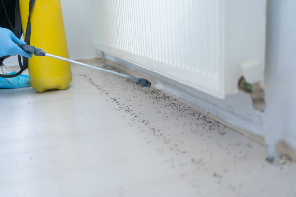 Best Wasp Removal Services  in Morrisonvle, IL