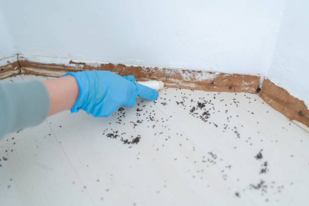 Best Pest Inspection Near Me  in Morrisonvle, IL