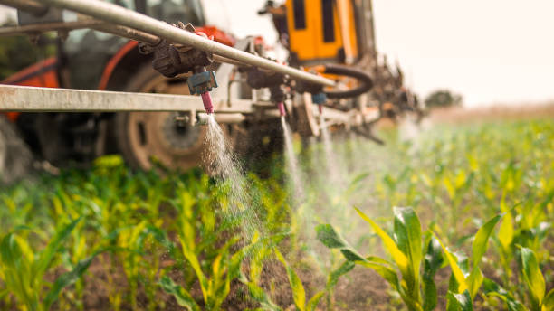 Wasp Removal Services in Morrisonville, IL